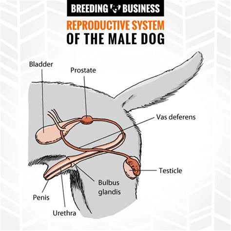 dog sex|Male & Female Dog Reproductive Systems — Organs and。